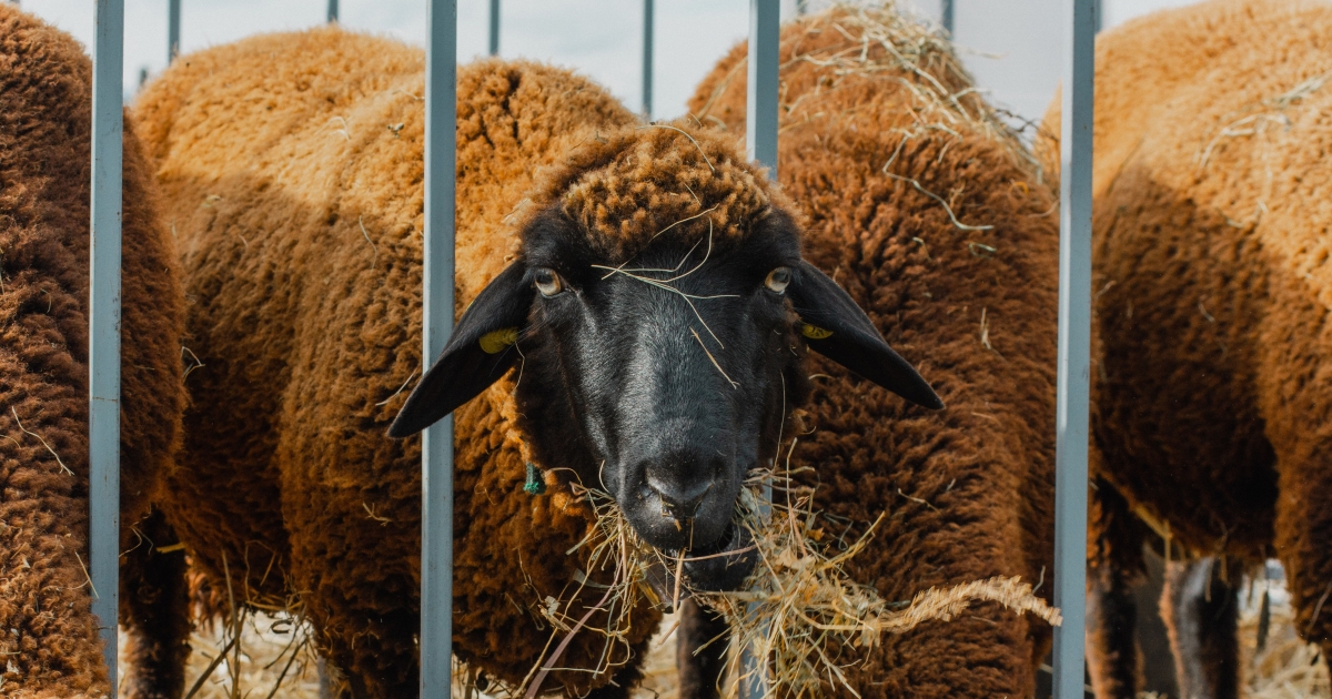 Péntekig lehet benevezni
