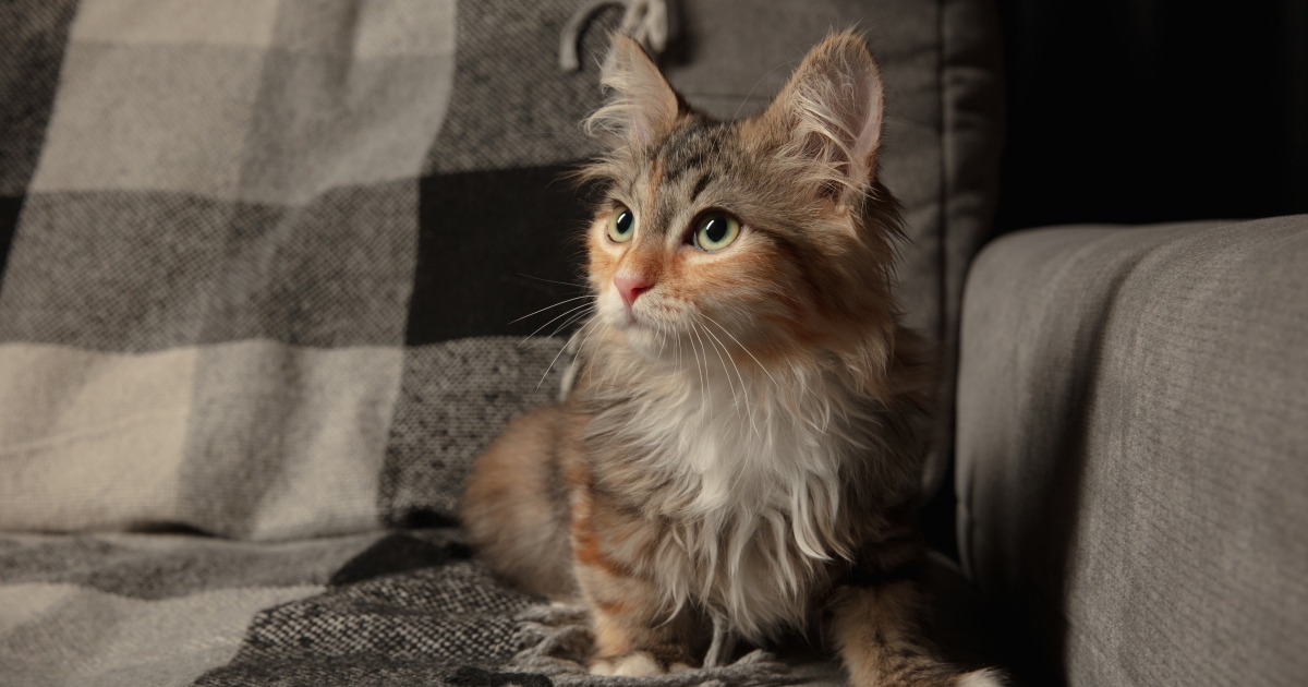 Nem mindennapi cicafajták