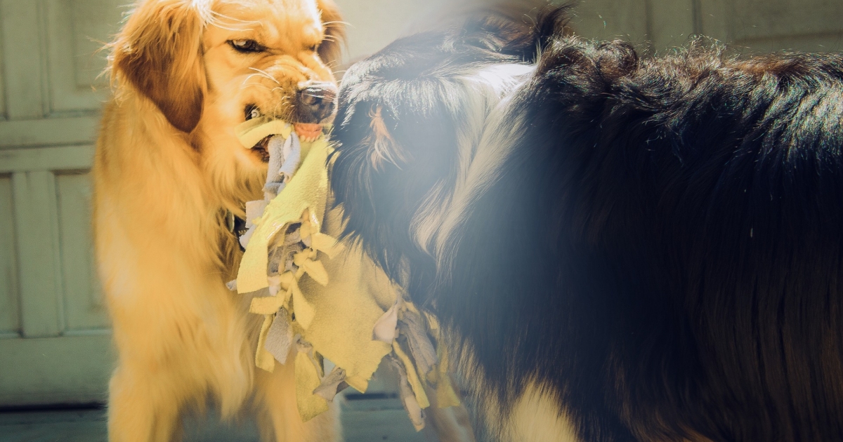 Húsz bírságot róttak ki állatvédelmi és állategészségügyi szabályok megszegéséért a rendőrök