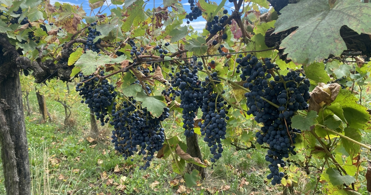 Glóbusszal a vállamon 232.: A vállalkozás jövőjéről