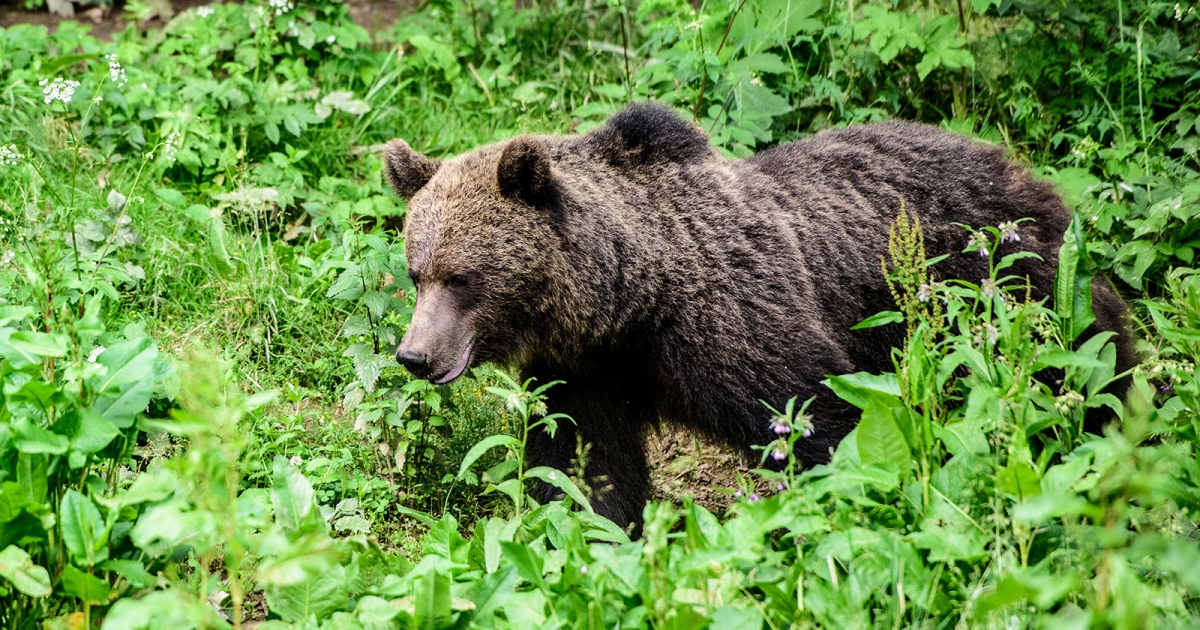 Újabb medvetámadás történt