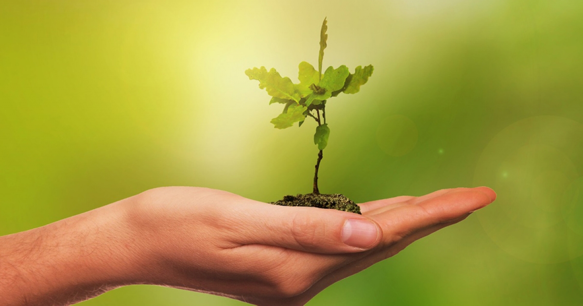 Számottevő érdeklődés az erdősítési kampány iránt