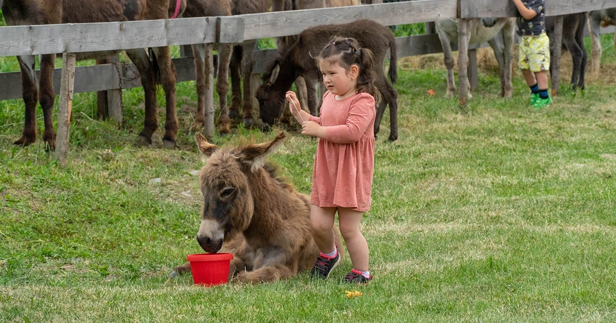 Ahol szabad szamárkodni