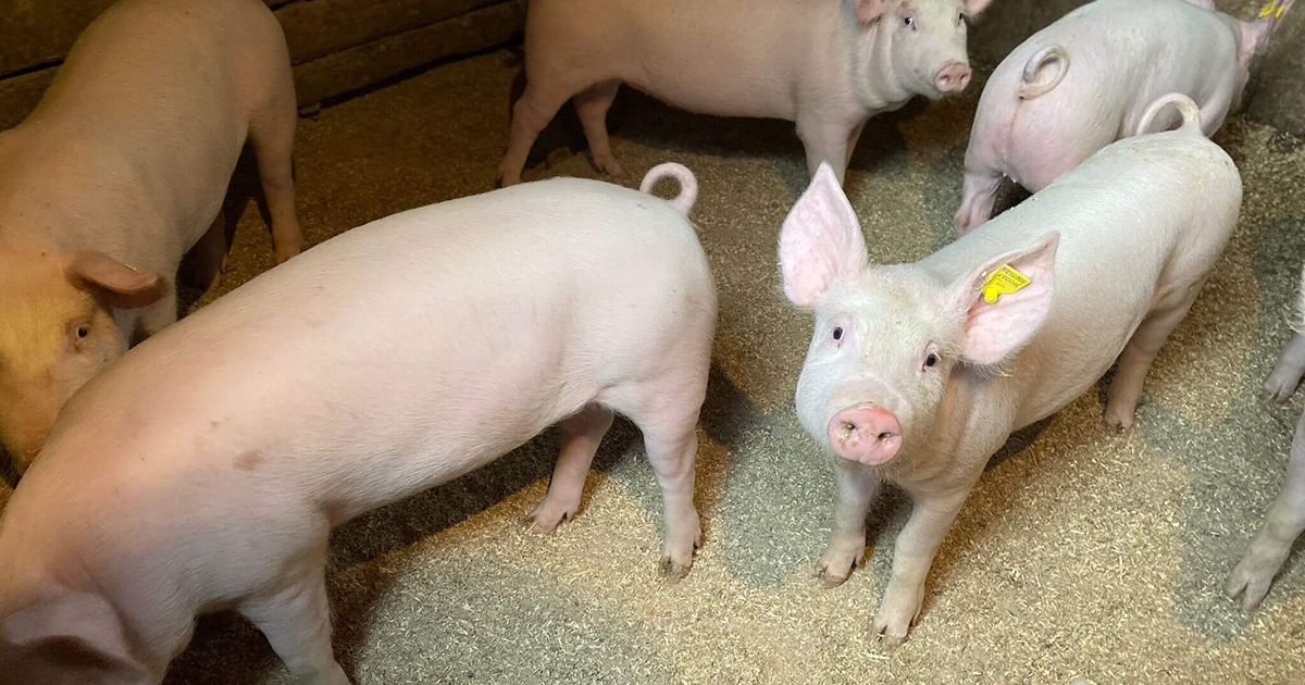 Komoly következményekkel jár, ha kihagyjuk a hús bevizsgálását