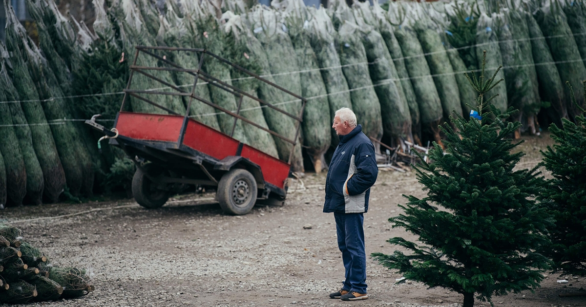 Örökzöldek körképe