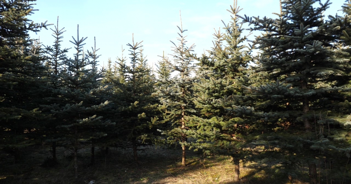 Videó – Hogyan válasszunk karácsonyfát?