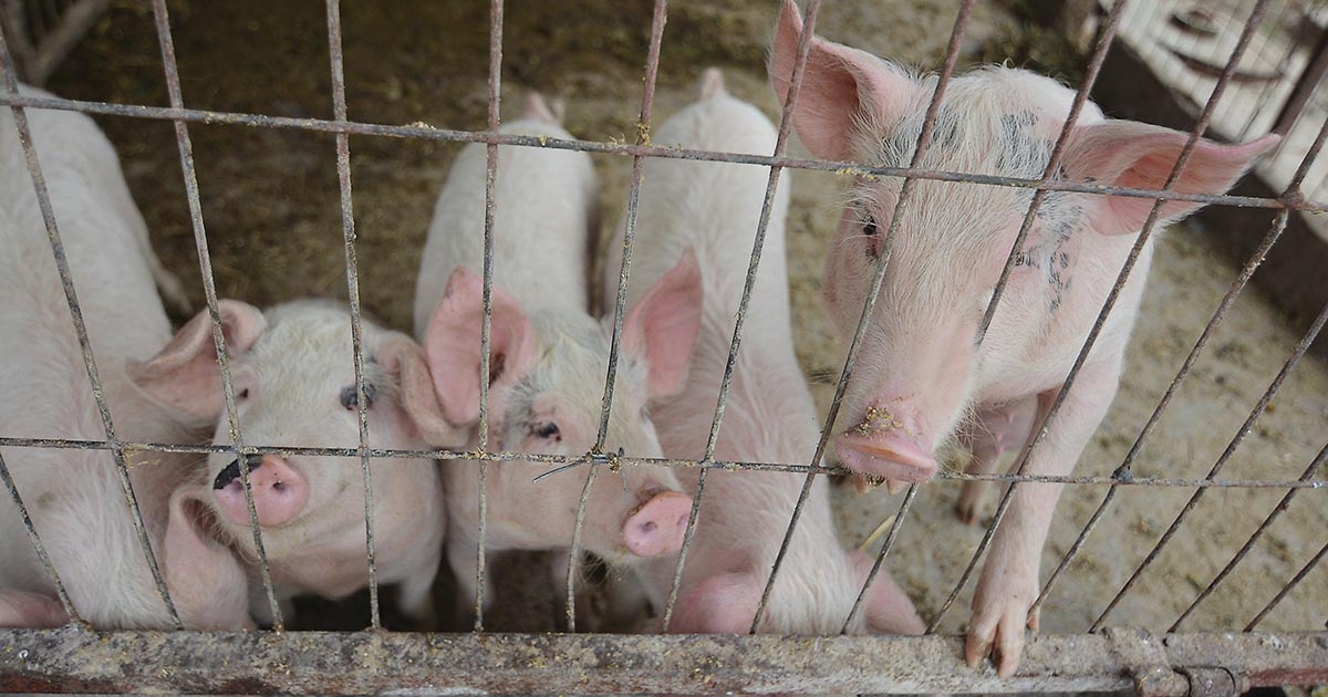 Sertéspestis-gócpont