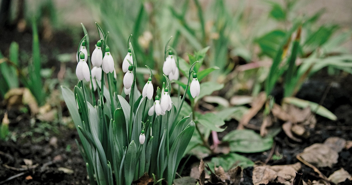 Lehűlésre, fagypont alatti éjszakai hőmérsékletre számíthatunk a következő két hétben