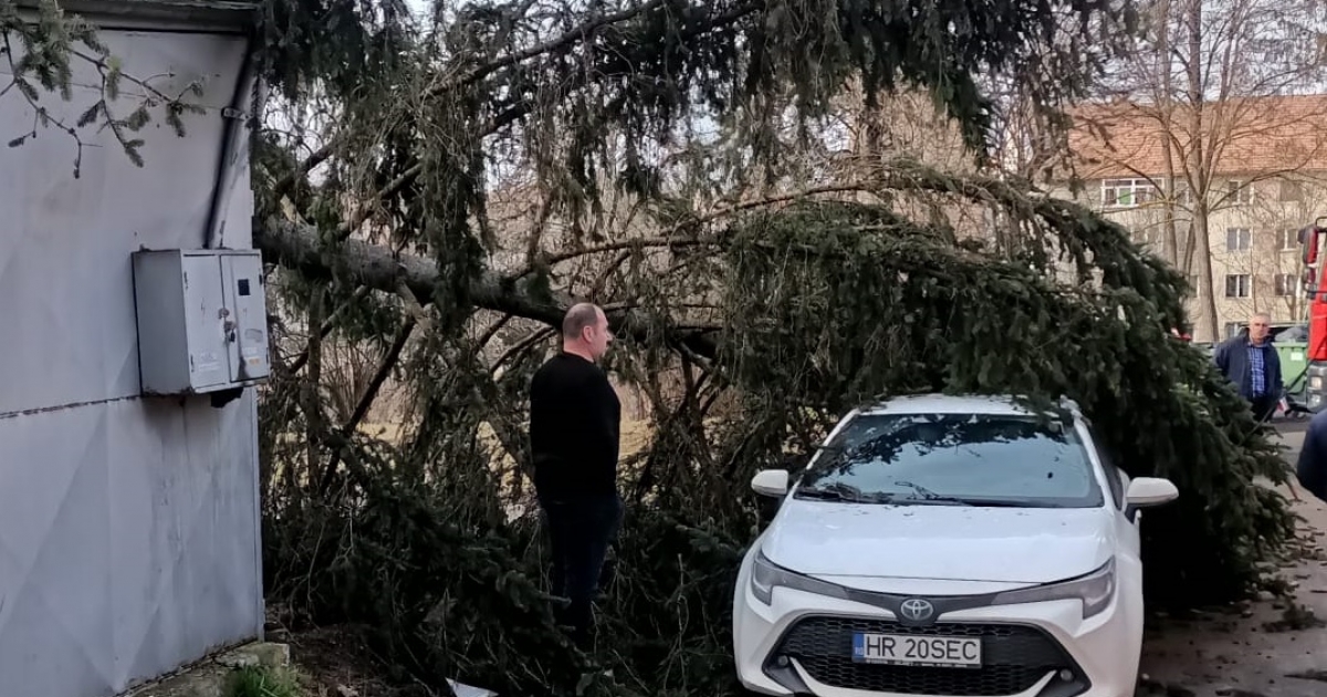 Kidöntött a szél egy fát a kórházudvaron