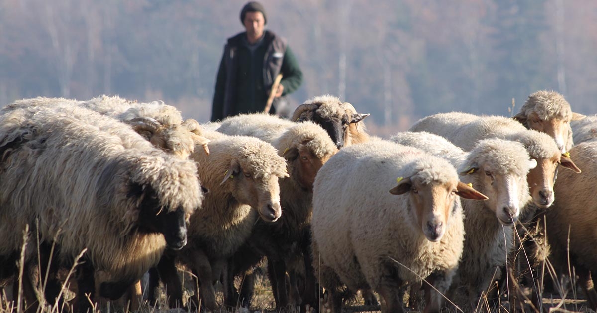 Új támogatási rendszerek,  előtérben az állatjólét