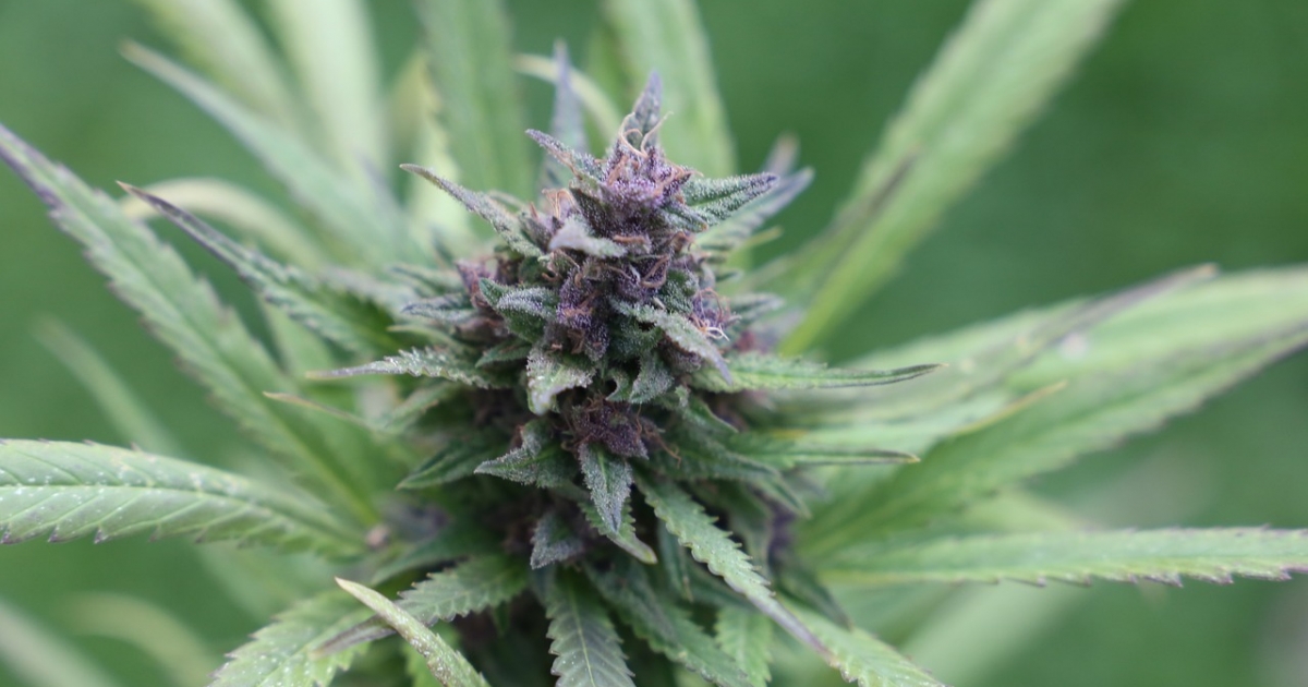 A lakosság egytizede fogyasztott életében legalább egyszer tiltott szereket