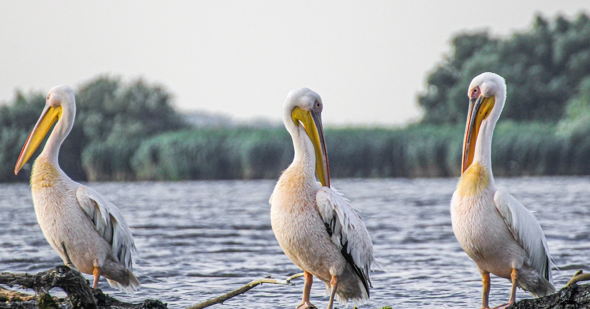 A Duna árhulláma a folyam romániai szakaszán meghaladja a sokéves átlagot, de átvészelhető lesz