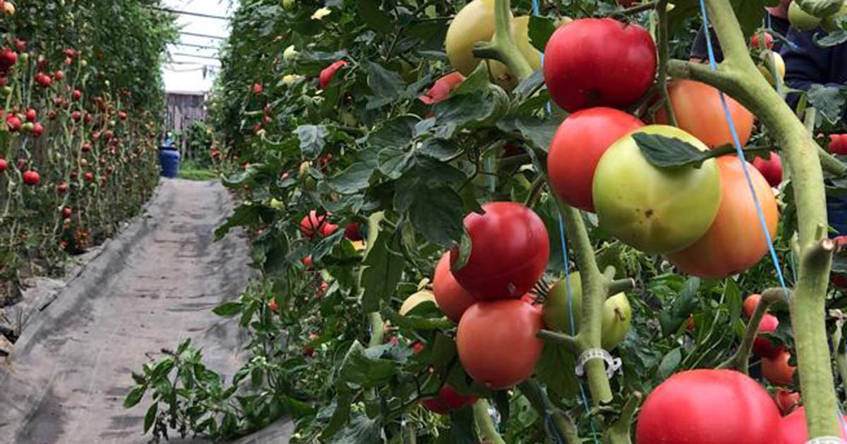 Állami támogatást igényelhetnek a gazdák veszteségeik mérséklésére