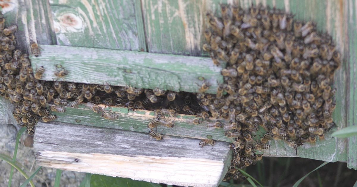 Akár a beporzás is  veszélybe kerülhet