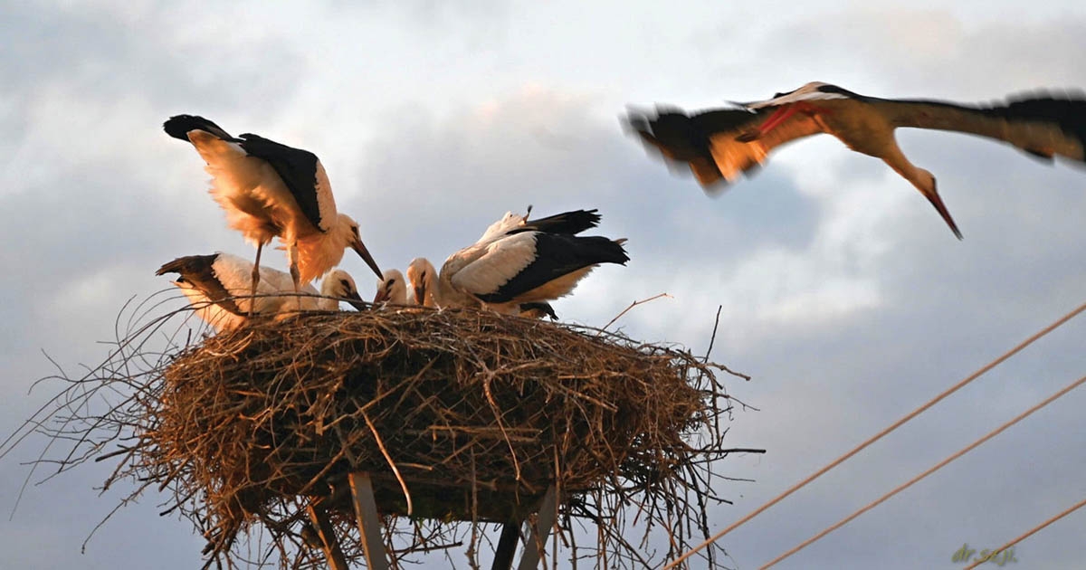 Tatarozás fészekrakás előtt