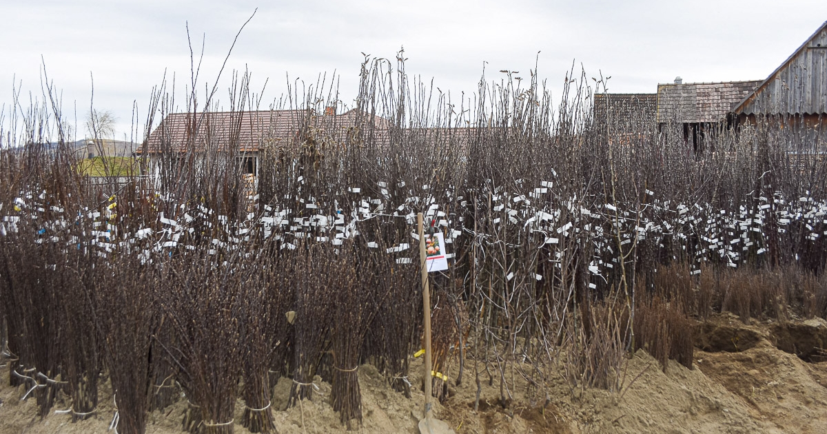 Itt a csemeteültetés ideje