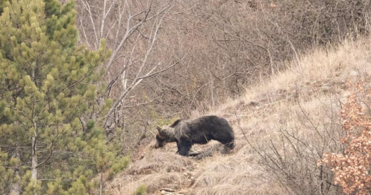 Este, majd reggel is RO-ALERT-üzenetet kaptak medve miatt Gyergyóújfaluban