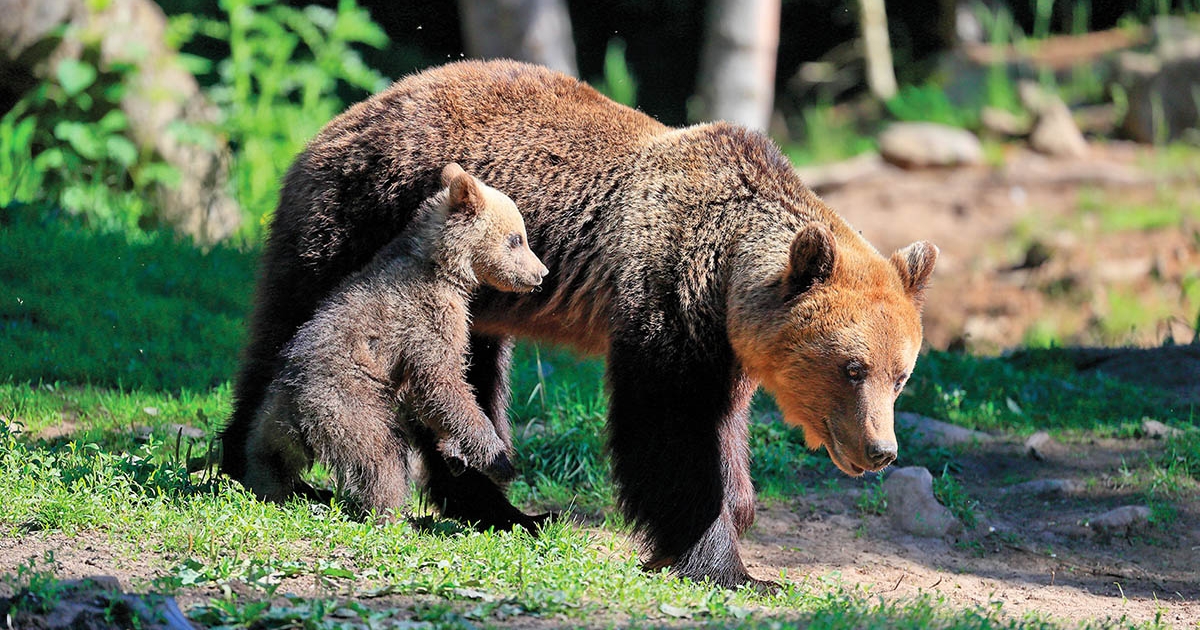 Itt a medve, hol a medve?