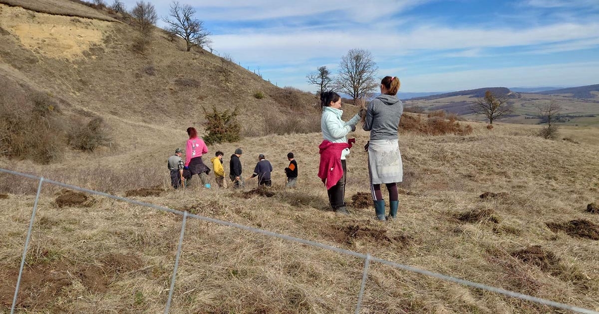 Eltűnhet a székelyföldi bükkállomány