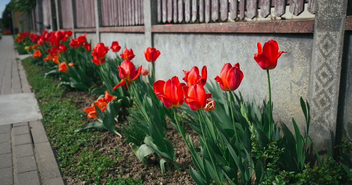 Újabb veszélyes kihívás terjed a fiatalok között: tulipánt fogyasztanak el