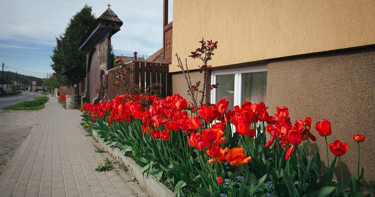 Tulipánba öltözött falvak