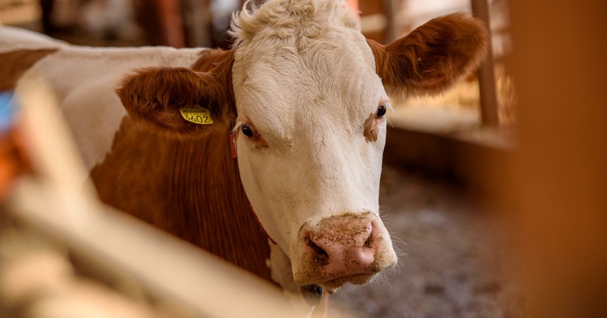 Köszönetnyilvánítás