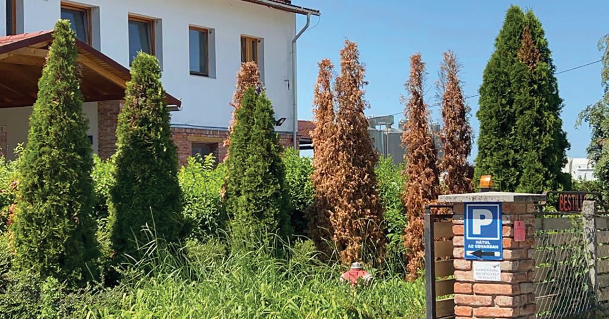 Lábon állva pusztulnak el