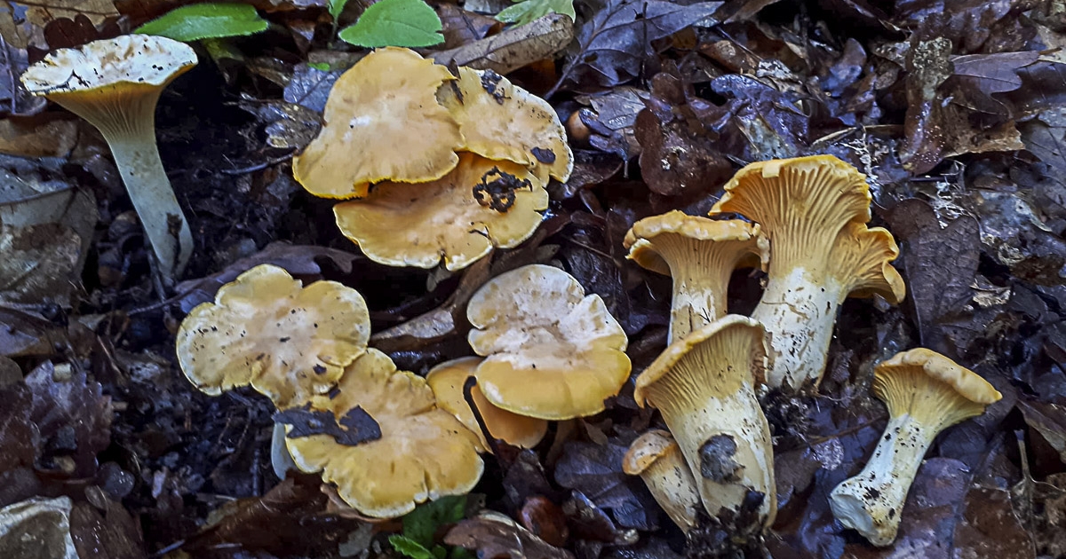 Elkezdődött a gombaszezon