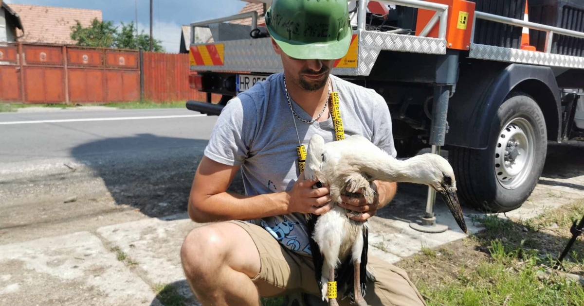Gólyagyűrűzést végeztek Gyergyóalfaluban és Borzonton