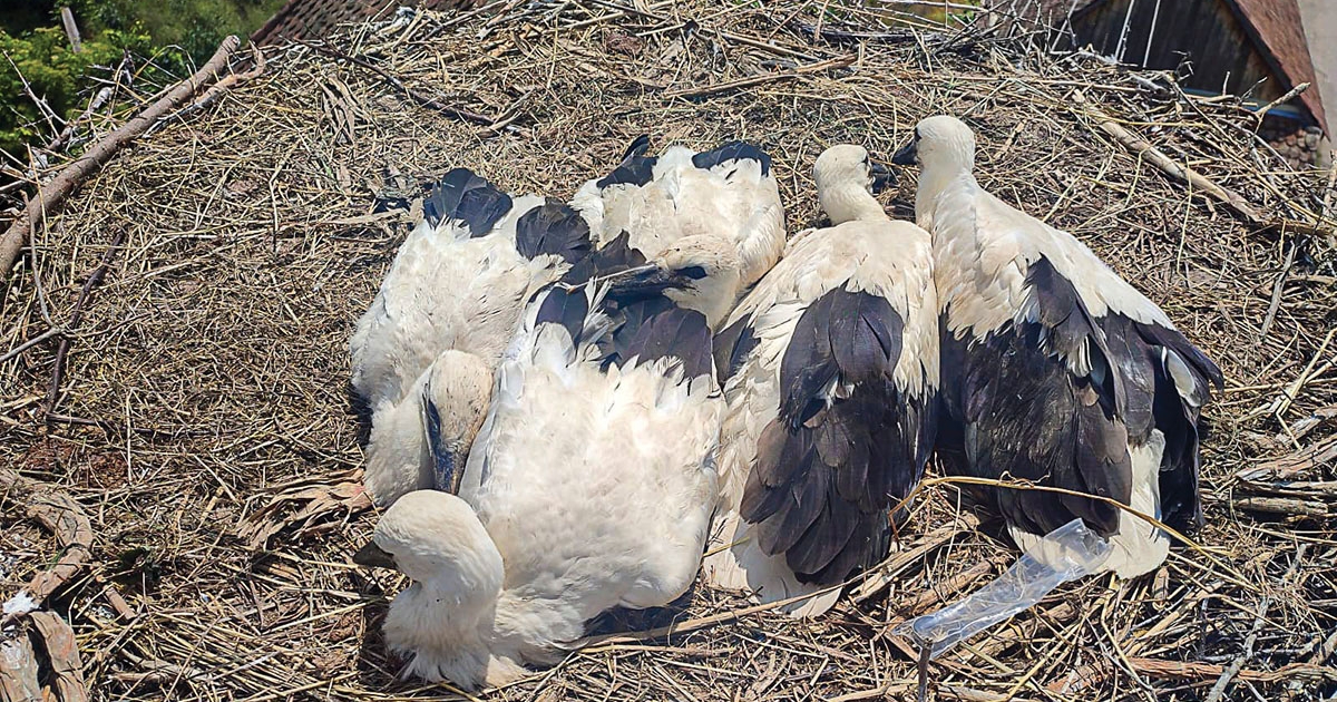 Évek óta figyelik a populációt
