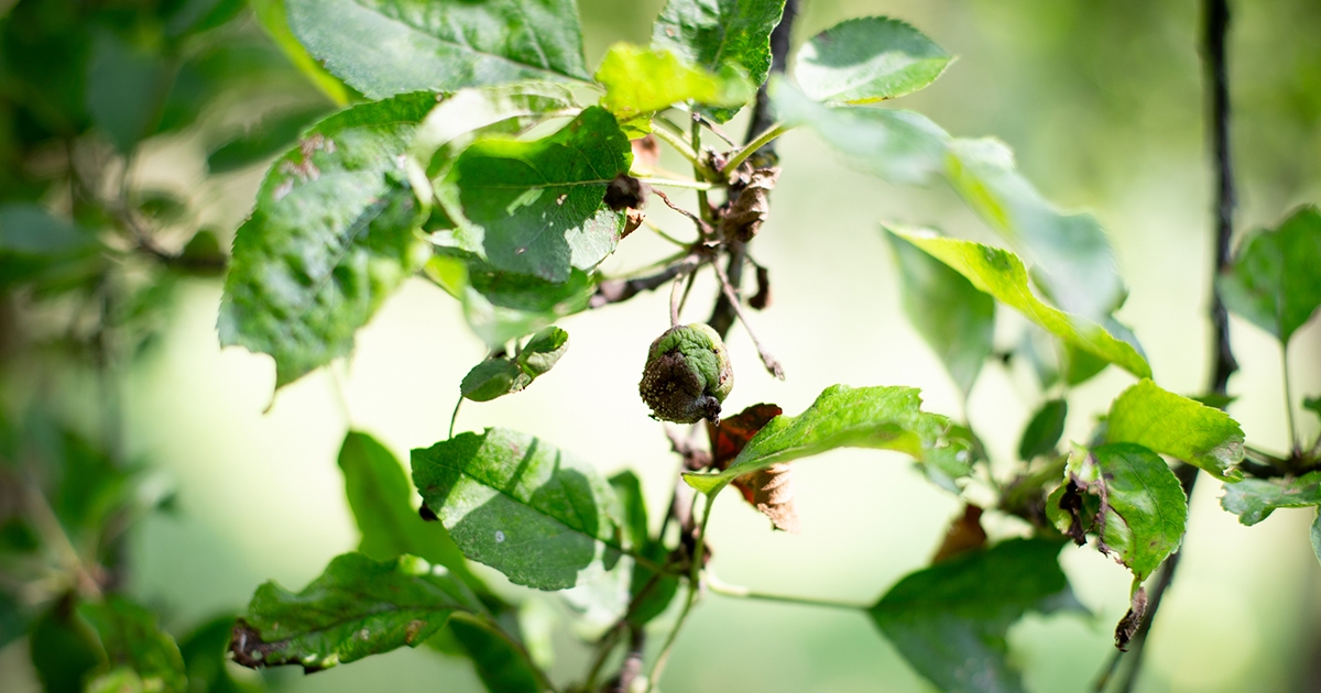 Kukába vágja a gyümölcstermést az időjárás