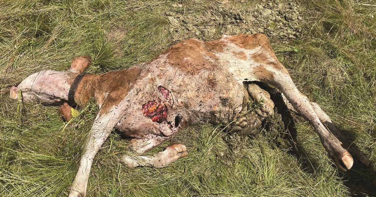 Megfékezhetetlen nagyvad(ak)?