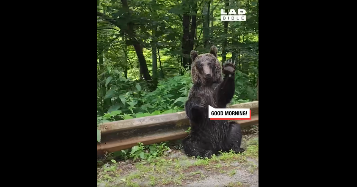 Ötmilliós nézettséget ért el egy romániai medve a Facebookon. Egy kommentelő szerint ezek az állatok hozzászoktak az ostoba emberekhez