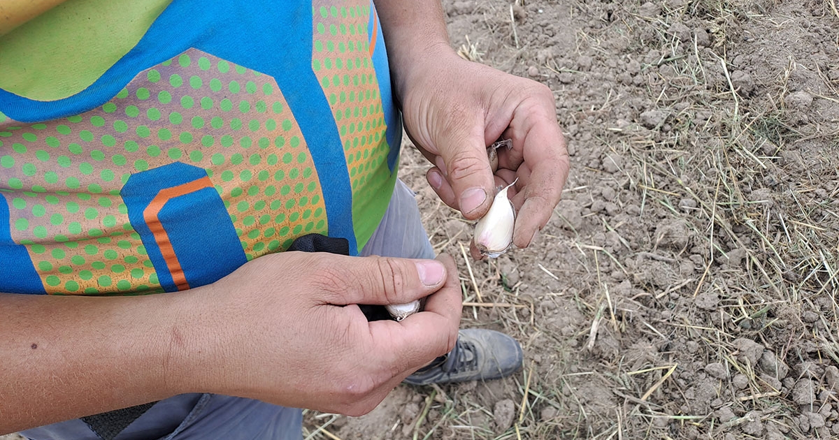 Sok energia, bizonytalan szüret