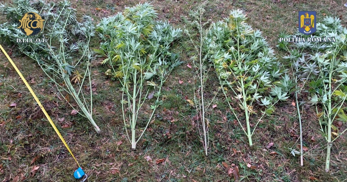 Kannabiszt termesztettek Homoródalmáson, a rendőrség lecsapott