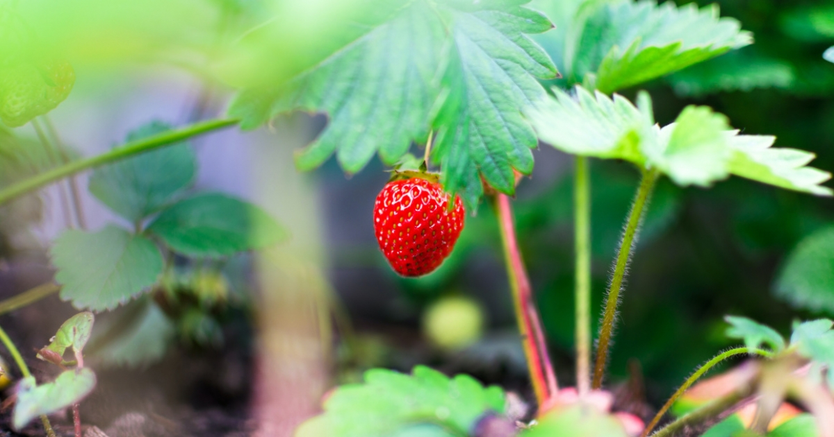 RMDSZ: járjon állami támogatás az epertermesztőknek is!
