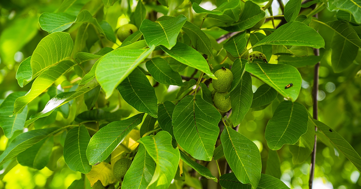 A diófa levelét is komposztálhatjuk?