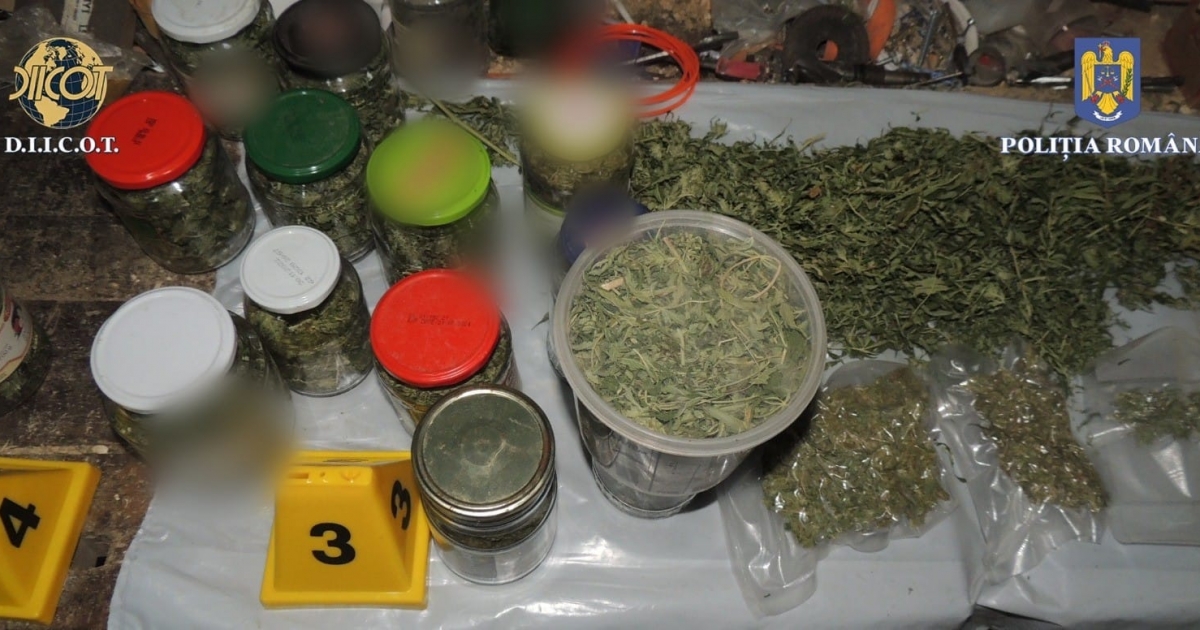 Szépvízen és Csíkszentimrén termesztették a kannabiszt, a rendőrök lecsaptak