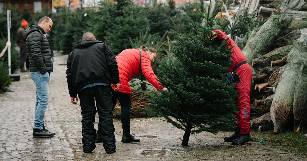 Ezüstfenyő aranyvasárnapra