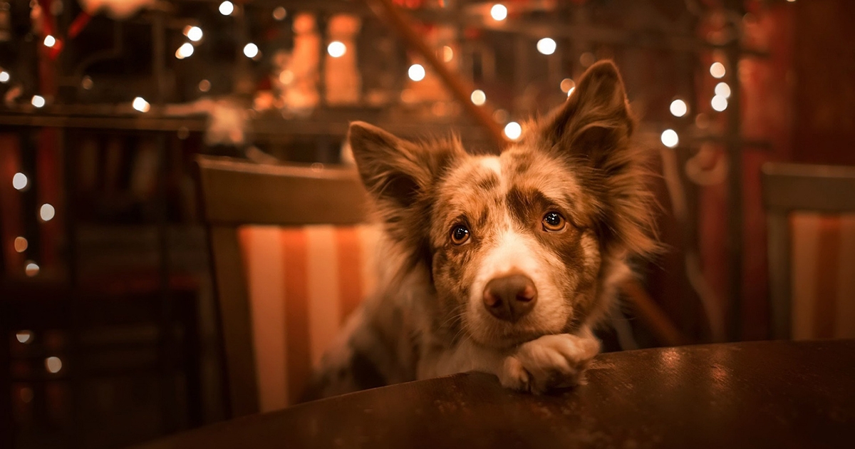 Kutyául szilvesztereznek