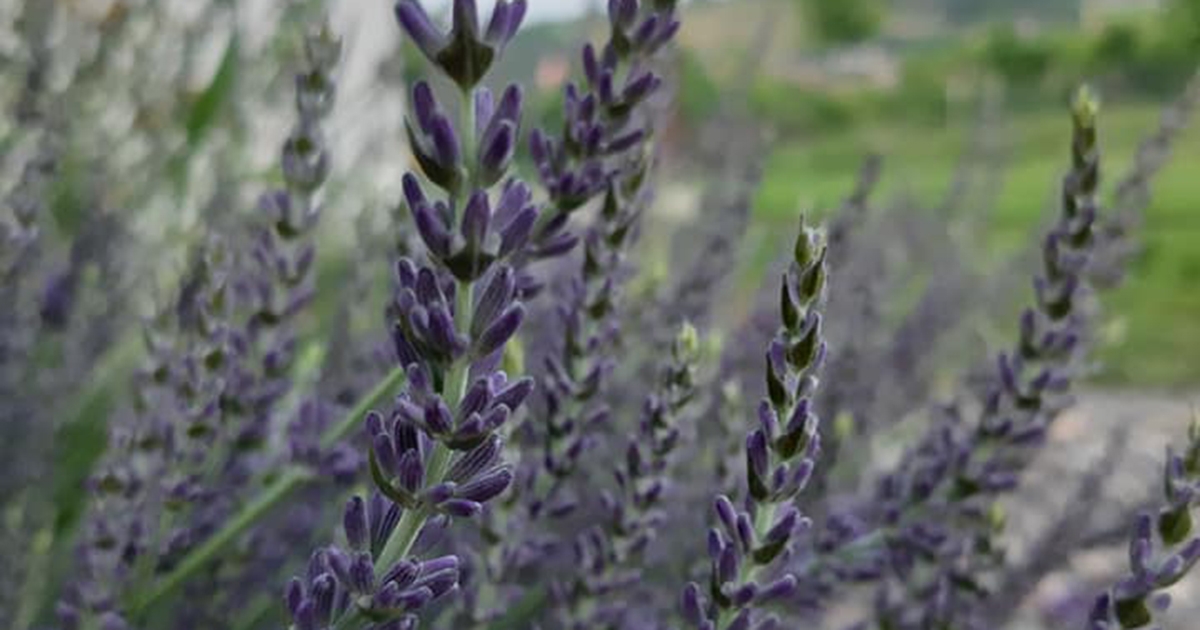 Gyógyító növények reneszánsza