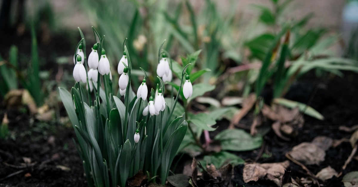 Hideg tavaszi reggelre ébredt Csíkszék, mínusz 6,2 Celsius-fokkal