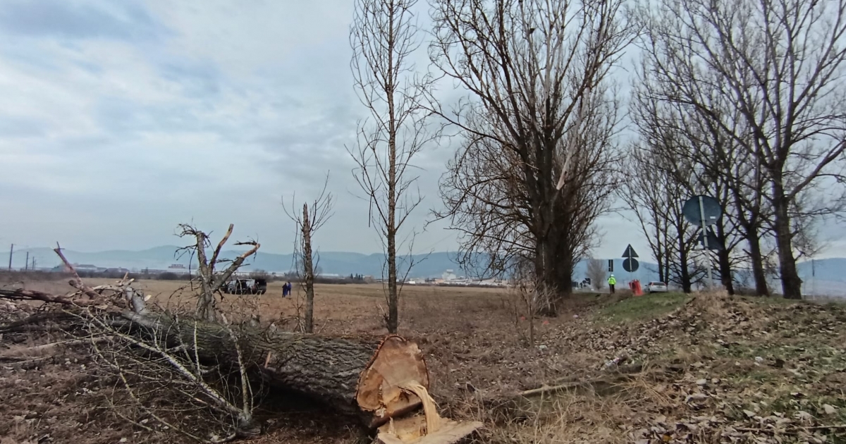 Fakivágás miatt útlezárásra kell számítani a Rét utcában