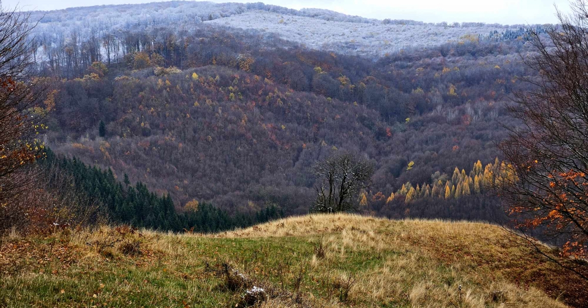 Ünnepi faültetésre várnak önkénteseket Székelyderzs határába