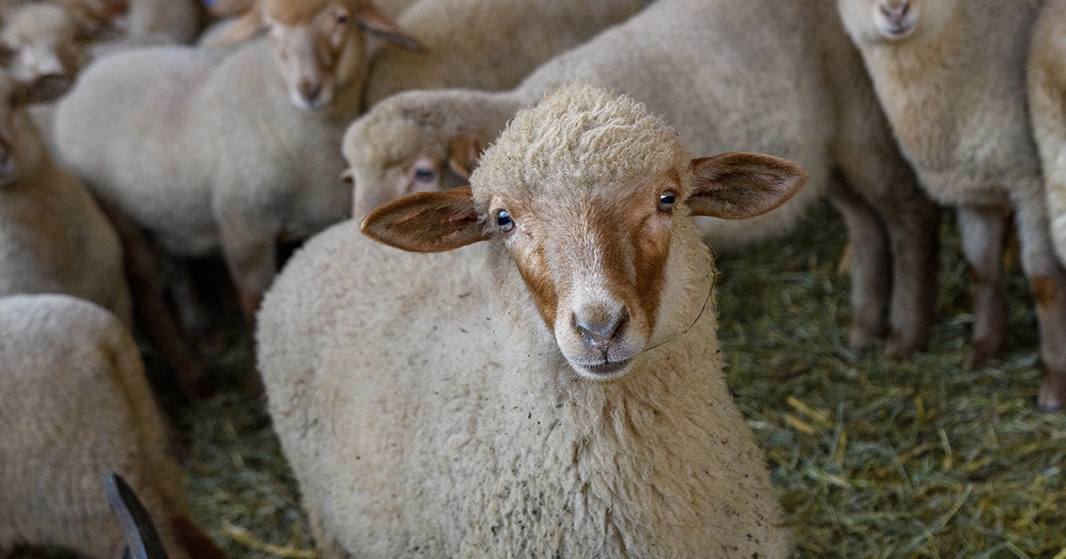 Nem drágul a bárányhús