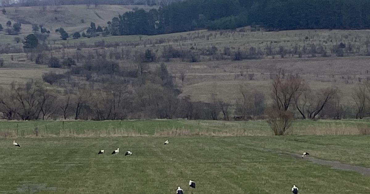 Mintegy száz gólya érkezett a Recsenyéd és Homoródszentmárton közötti nedves kaszálókra