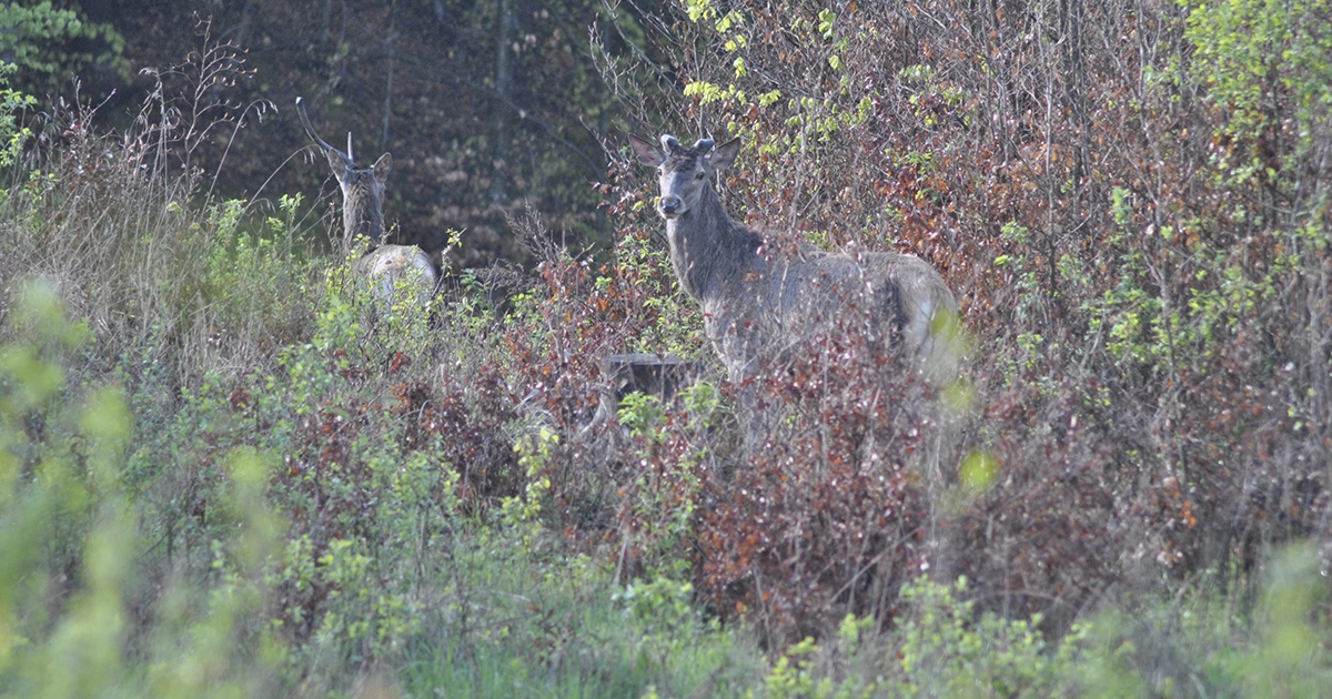 Ébredezik a természet