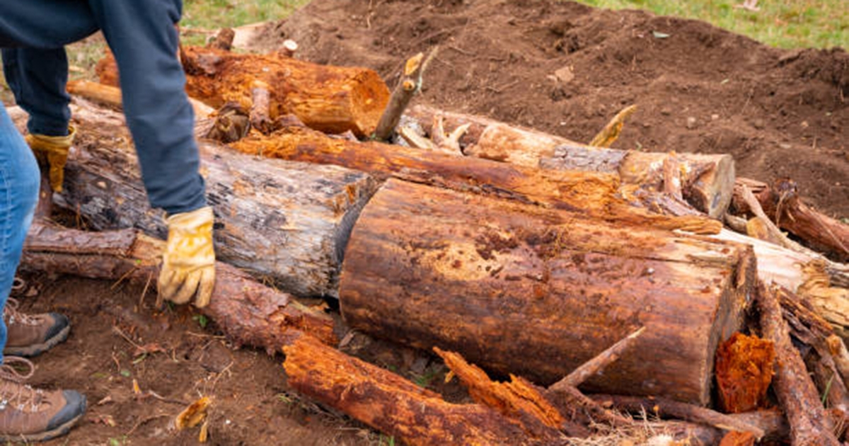 A hügelkultúrás magaságyás