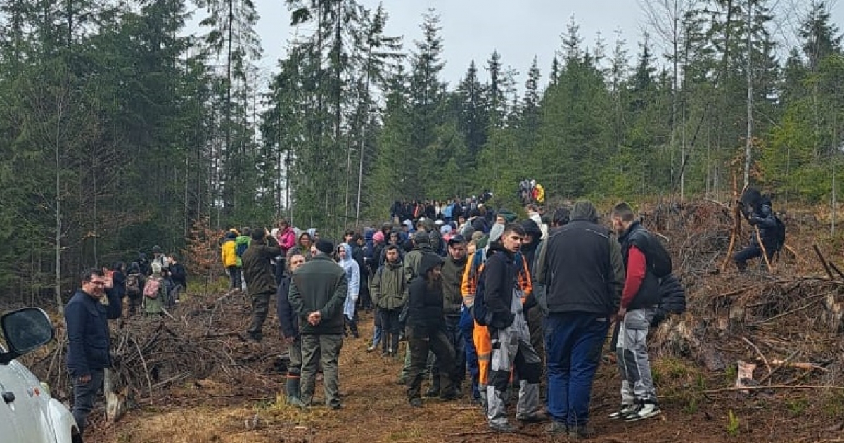 Diákok ültettek facsemetéket a Bucsin-tetőn, az Életet jelentő fák Hargita megyében program keretében