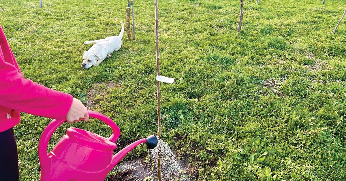 Nyomon követik az ültetést és a gondozást